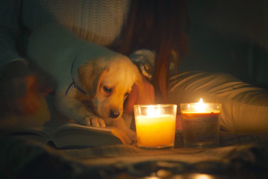 are scented candles safe for dogs